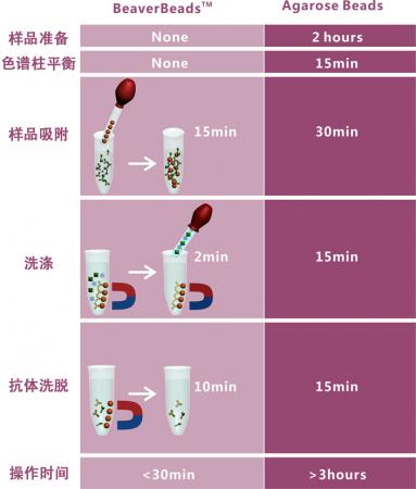 抗体纯化磁珠 BeaverBeads™ Magrose Protein A/G Antibody Purification