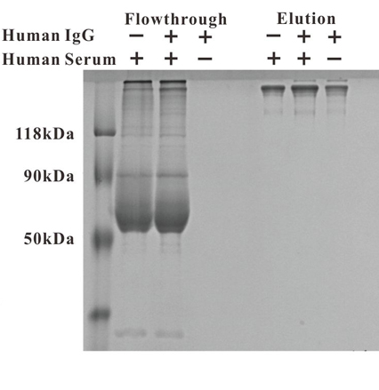 抗体纯化磁珠 BeaverBeads™ Magrose Protein A/G Antibody Purification