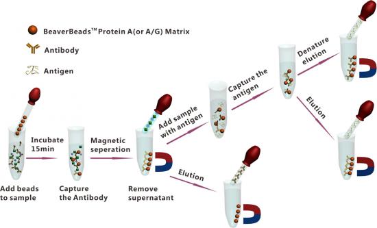 抗体纯化磁珠 BeaverBeads™ Magrose Protein A/G Antibody Purification